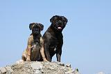 BULLMASTIFF 342